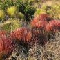 20 PCS Seeds Agave Stricta Rubra