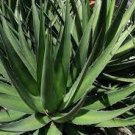20 PCS Seeds Agave triangularis 'Subintegra' Seeds Succulents Garden Plants