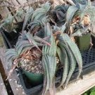 20 PCS Seeds Aloe Love Heart Shape Suprafoliata
