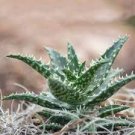 20 PCS Seeds Aloe Mixed Seeds Succulents Garden Plants 20 PCS Seeds Aloe Mixed Seeds Succulents Garden Plants