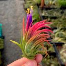 10 PCS Seeds Lonantha Mexican Air Plant 10 PCS Seeds Lonantha Mexican Air Plant