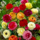 40 PCS Seeds Ranunculus Seed Ranunculus Asiaticus Flowers