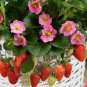 200 PCS Seeds Merlan F1 Strawberry