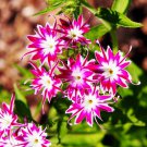 100 PCS Seeds Phlox Flower Garden Courtyard Bonsai 100 PCS Seeds Phlox Flower Garden Courtyard Bonsai