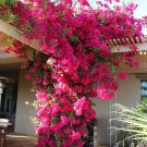 200 PCS Seeds Pink Climbing Bougainvillea Spectabilis Willd Bonsai Plant 200 PCS Seeds Pink Climbing Bougainvillea Spectabilis Willd Bonsai Plant