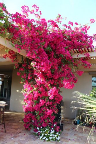 200 PCS Seeds Pink Climbing Bougainvillea Spectabilis Willd Bonsai Plant