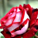 840 PCS Seeds Rose Love In Rose Bush