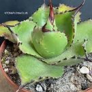 20 PCS Seeds Agave chiapensis Succulents Garden Plants