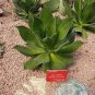 20 PCS Seeds Agave chiapensis Succulents Garden Plants