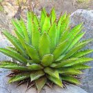 20 PCS Seeds Agave funkiana Succulents Garden Plants