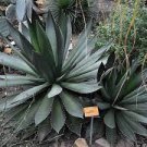 20 PCS Seeds Agave ghiesbreghtii 'Purpusorum' Succulents Garden Plants