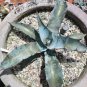 20 PCS Seeds Agave gigantensis Succulents Garden Plants