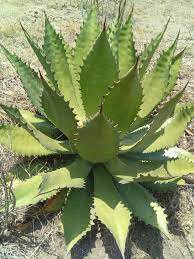 20 PCS Seeds Agave inaequidens subsp. inaequidens Succulents Garden Plants