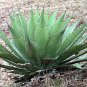 20 PCS Seeds Agave inaequidens subsp. inaequidens Succulents Garden Plants