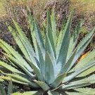 20 PCS Seeds Agave mckelveyana Succulents Garden Plants