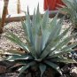 20 PCS Seeds Agave mckelveyana Succulents Garden Plants