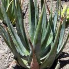 20 PCS Seeds Aloe cryptopoda Succulents Garden Plants