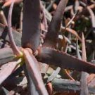 20 PCS Seeds Aloe isaloensis Succulents Garden Plants