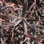 20 PCS Seeds Aloe isaloensis Succulents Garden Plants