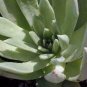 40 PCS Seeds Dudleya cultrata Succulents Garden Plants