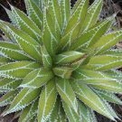 20 PCS Seeds AGAVE impressa Succulents Garden Plants
