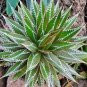 20 PCS Seeds AGAVE impressa Succulents Garden Plants
