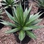 20 PCS Seeds AGAVE impressa Succulents Garden Plants