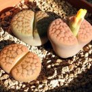 200 PCS Seeds LITHOPS aucampiae C46 Succulents Garden Plants
