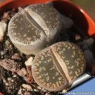 200 PCS Seeds LITHOPS aucampiae C298 Succulents Garden Plants