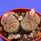 200 PCS Seeds Lithops bromfieldii C368 Succulents Garden Plants