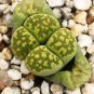 200 PCS Seeds Combination Succulents Garden Plants
