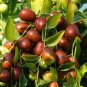 6000 PCS Seeds Ziziphus Jujuba