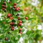 6000 PCS Seeds Ziziphus Jujuba