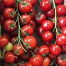 200 PCS Seeds Clusters of Red Cherry Tomato 'Hong Xiao Yu' Organic