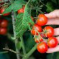 200 PCS Seeds Clusters of Red Cherry Tomato 'Hong Xiao Yu' Organic