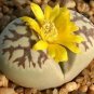 200 PCS Seeds LITHOPS dorothea Succulents Garden Plants