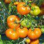 60 PCS Seeds Rare 30 Types of Different Gardening Tomato Organic