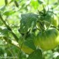 10 PCS Seeds Super Sweet Green Tomato Vegetable