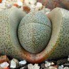 40 PCS Seeds nelii Succulents Garden Plants