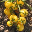 600 PCS Seeds New Japanese Big Yellow Tomato 'Golden Peach' Organic 600 PCS Seeds New Japanese Big Yellow Tomato 'Golden Peach' Organic