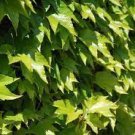 100 PCS Seeds Parthenocissus Tricuspidata Veitchii Vine