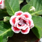 200 PCS Seeds Climbing Gloxinia Bonsai Perennial Flowering Plants 200 PCS Seeds Climbing Gloxinia Bonsai Perennial Flowering Plants