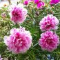 400 PCS Seeds Double Hollyhock Outdoor Blooming Subtropical Bonsai