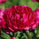 10 PCS Seeds Heirloom Luoyang 'Huang Wang' Dark Red Double-petalled Big Peony Flower 10 PCS Seeds Heirloom Luoyang 'Huang Wang' Dark Red Double-petalled Big Peony Flower