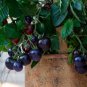 200 PCS Seeds Heirloom 'Zj' Purple Truss Tomato Hybrid