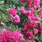 200 PCS Seeds Rose multiflora Nana Perpetua 'Garden Party'