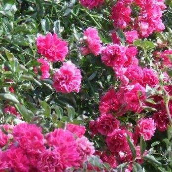 200 PCS Seeds Rose multiflora Nana Perpetua 'Garden Party'