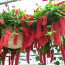 16000 PCS Seeds Acalypha Hispida