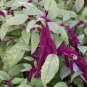 16000 PCS Seeds Acalypha Hispida