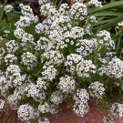 200 PCS Seeds Alyssum Lobularia Maritima Flower 200 PCS Seeds Alyssum Lobularia Maritima Flower